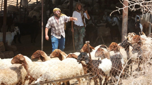 الضفة.. مستوطنون إسرائيليون يقتلون 117 رأس غنم بالأغوار 
