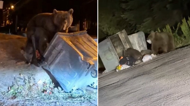 Bursa'da ayılar çöplere dadandı.