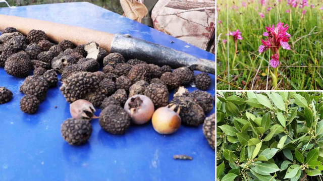 Orman Köylülerinin Kalkındırılması ve Desteklenmesi (ORKÖY) Projesi ile kırsal göç önlenmeye çalışılıyor.