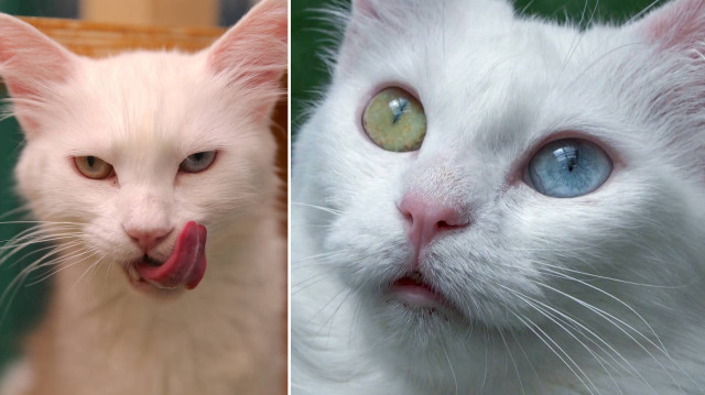 Van Kedisi Araştırma ve Uygulama Merkezinde koruma altında tutulan kedileri 5 yılda yaklaşık 750 aile sahiplendi.