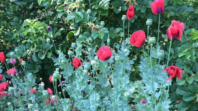 La très toxique plante appelée belladone.