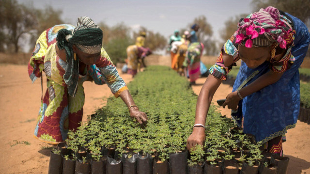 Le projet Scaling-Up Resilience in Africa's Great Green Wall comprend le développement de chaînes de valeur pour les produits forestiers non ligneux résistants au climat et à faibles émissions, en soutenant les moyens de subsistance et la sécurité alimentaire des communautés vulnérables.