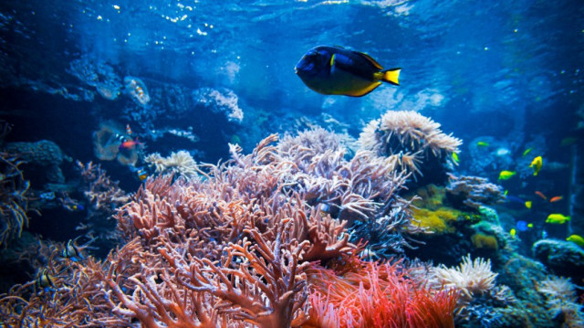 Financé par l’industrie, un rapport australien met en garde contre les effets des panaches sédimentaires et la bioaccumulation de métaux chez les espèces profondes.