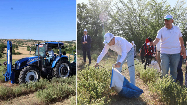 Kocaeli Büyükşehir Belediyesince hayata geçirilen "Tıbbi ve Aromatik Bitki Yetiştiriciliği Projesi" (TABİP) kapsamında il genelinde ekilen kekik bitkisinin hasadına başlandı.