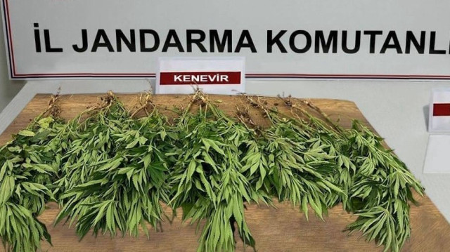 Operasyonda, 23 kök kenevir, 2 gram bonzai ele geçirildi.