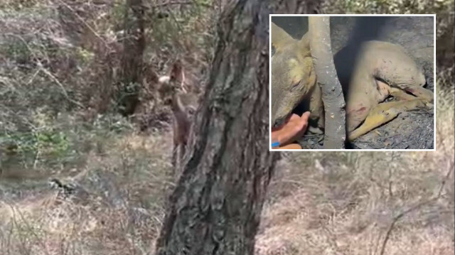 Çanakkale’deki yangında ekipler yaralı bulunan yavru ceylana su içirdi