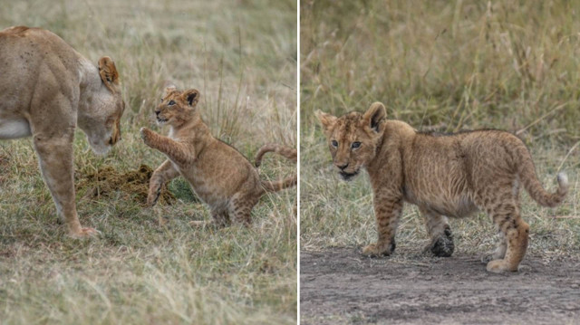 Afrika'da aslanlar, habitat kaybı, avcılık ve kemik ticareti kıskacında...