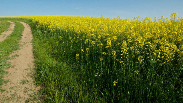 Les importations de canola en provenance du Canada seront soumises à des droits temporaires de 75,8%, Pékin accusant Ottawa de pratiques de dumping.