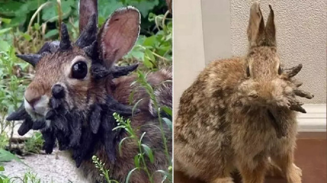 Yetkililer bu hayvanlara kesinlikle dokunulmaması gerektiğini söyledi.