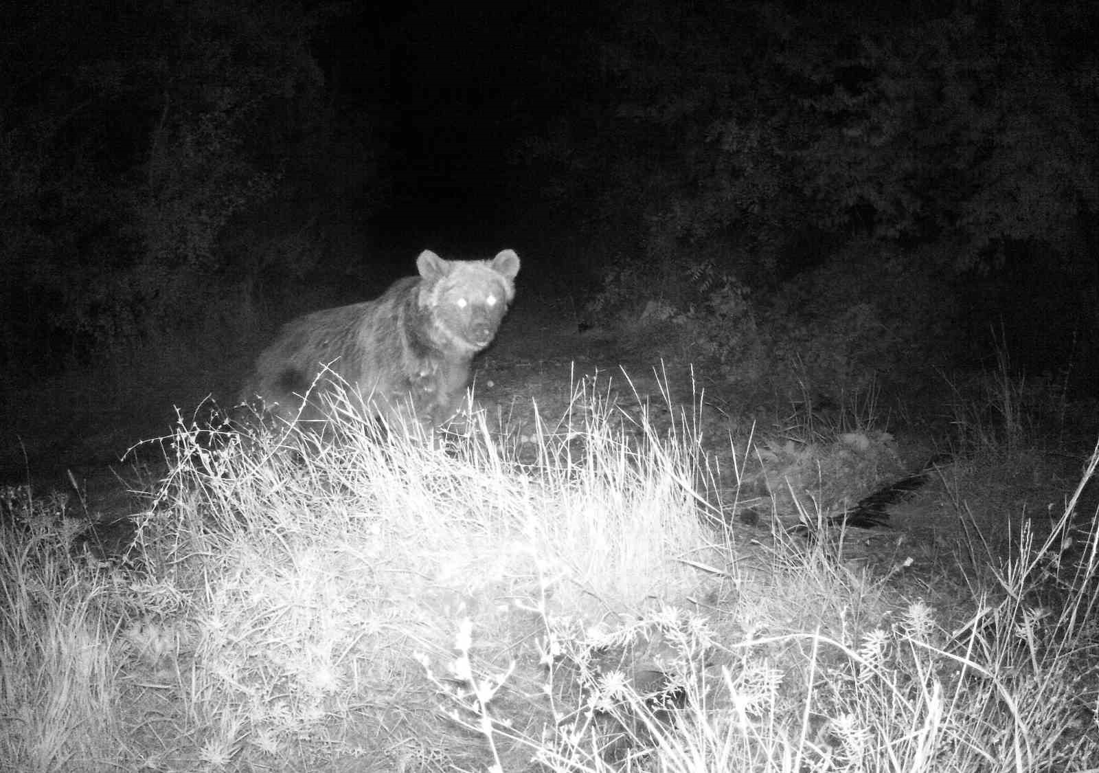 Yaban hayatı fotokapanla görüntüleniyor