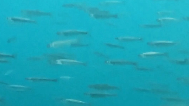 Dünyanın en büyük sodalı gölünde inci kefallerinin sualtı şöleni