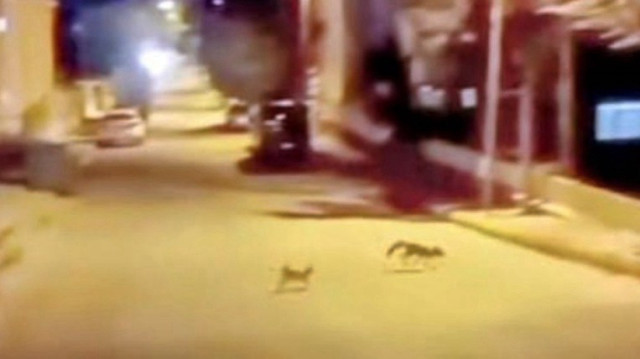 KEDİ TARAFINDAN SALDIRIYA UĞRAYAN TİLKİ ÇAREYİ KAÇMAKLA BULDU