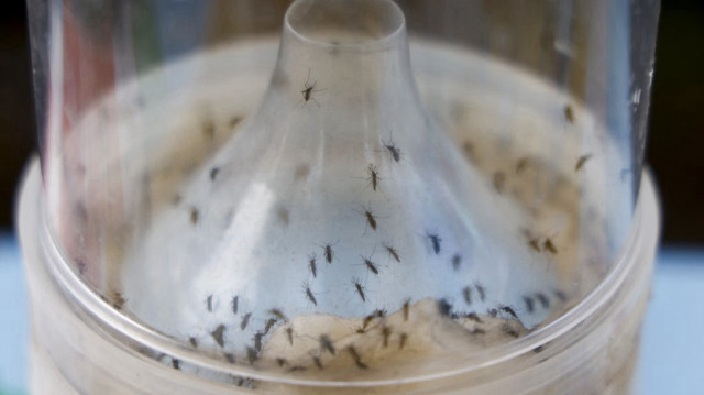 Cette photo montre un piège à moustiques utilisé dans le cadre de la lutte contre la pandémie de chikungunya causée par les moustiques à Saint-Benoît, sur l'île française d'outre-mer de La Réunion, le 22 avril 2025. 