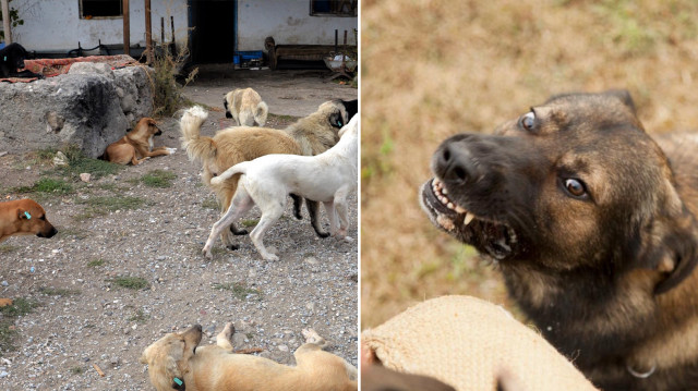 Sokak köpeği
