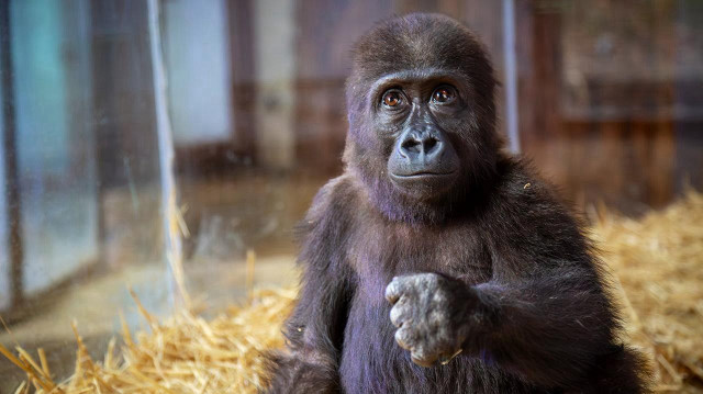 "زيتون".. صغير غوريلا يستعد للعودة من تركيا إلى موطنه نيجيريا