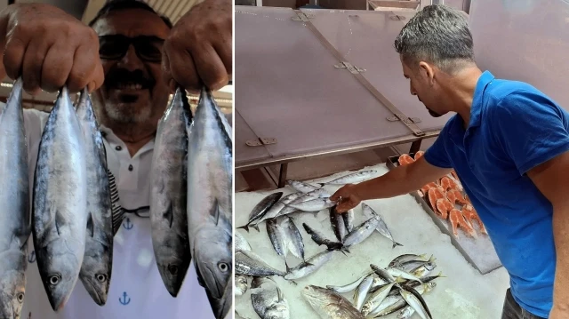 Sinop'ta palamutlar tanesi 350 liradan tezgahlarda satışa sunuldu.