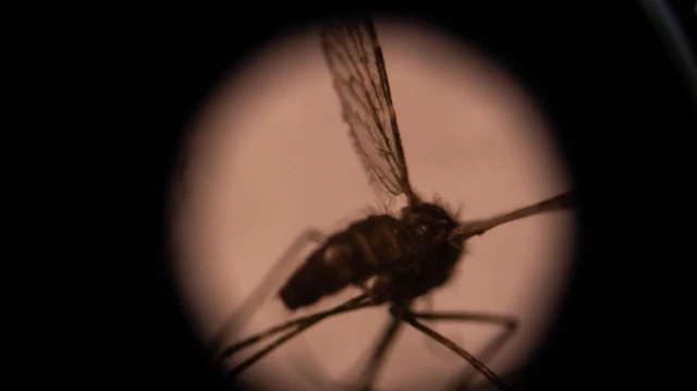 Cette illustration prise le 22 août 2019 montre un moustique vu au microscope dans le laboratoire d'entomologie du Centre national de recherche et de formation sur le paludisme (CNRFP), à Ouagadougou, la capitale du Burkina Faso.