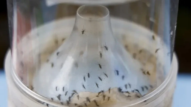 Un piège à moustiques utilisé dans le cadre de la lutte contre la pandémie de chikungunya causée par les moustiques.