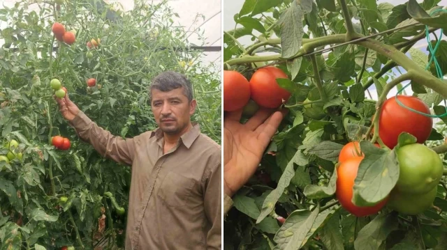 Dodurga Mahallesinin ürünleri, iç piyasada Denizli, Gölhisar ve Antalya hallerine gönderiyor.