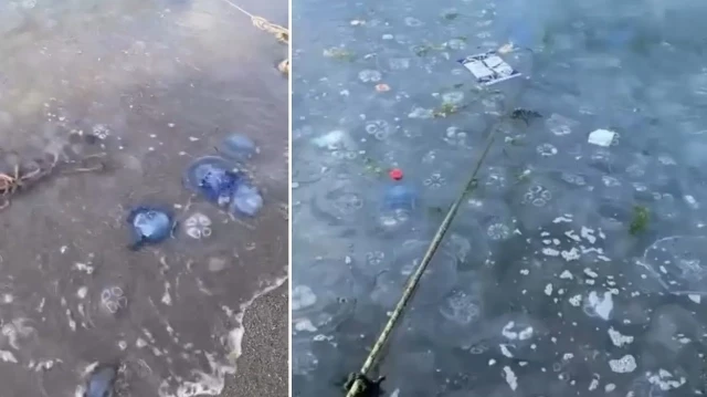 Bursa'da tedirgin eden görüntü: Mavi denizanaları sahili sardı