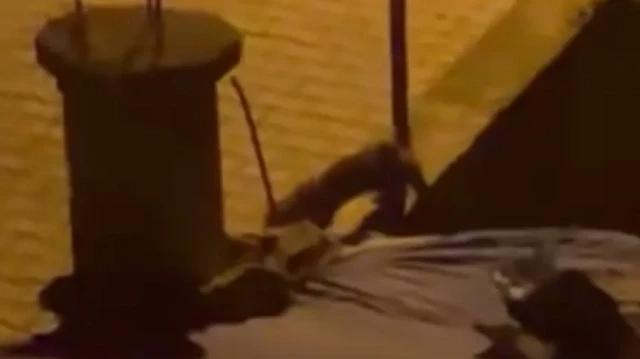 SİİRT'İN KURTALAN İLÇESİNDE DÜN BİR EVİN BAHÇESİNE GİRDİKTEN SONRA EKİPLERCE YAKALANARAK DOĞAL ORTAMINA BIRAKILAN TİLKİ, BUGÜN AYNI BAHÇEYE TEKRAR GİRDİ.