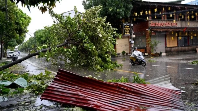 Un homme passe à moto devant un arbre tombé après le passage du typhon Kajiki dans la province de Nghe An, le 26 août 2025.