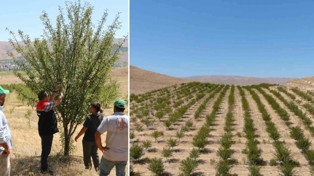 250 dekarlık alana 10 binin üzerinde vişne ağacı dikerek zoru başardı.