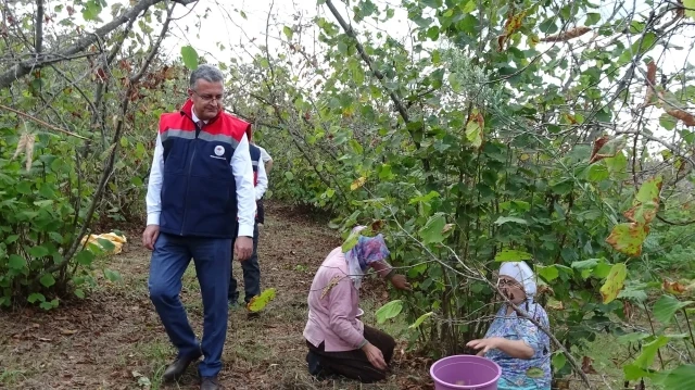 Karadeniz Bölgesi'nin en önemli tarımsal üretimi olan fındıkta hasat devam ediyor. Samsun Tarım ve Orman Müdürü Kemal Yılmaz (solda), Terme ilçesinde fındık bahçelerinde inceleme yaptı.