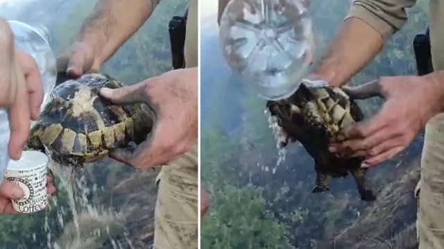 Kurtarılan kaplumbağa, yeniden doğal yaşam alanına salındı