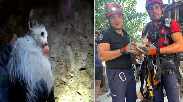 Kurtarılan kedi, olay yerine gelen veteriner hekimlere teslim edildi.