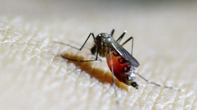 Russia registers 1st case of Chikungunya fever