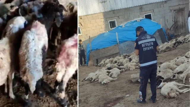 Van’da kurt saldırısı: 111 koyun telef oldu