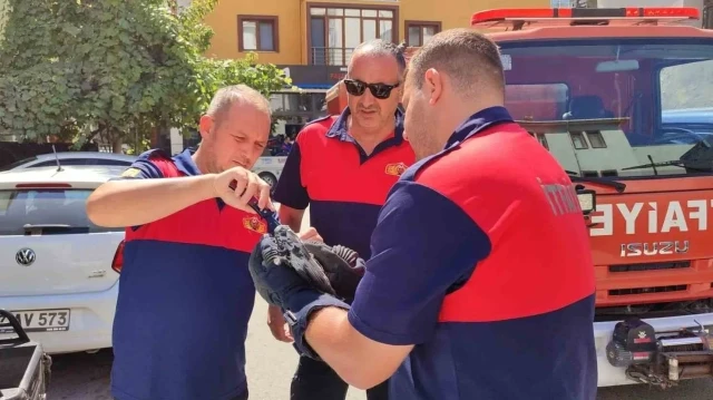 SİNOP’TA BİR APARTMANIN ÇATI KATINDAKİ AĞLARA TAKILAN GÜVERCİN, SİNOP BELEDİYESİ İTFAİYE EKİPLERİ TARAFINDAN KURTARILDI.