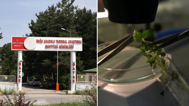 Erzurum'da 25 yıllık çalışma sonucunda "Karsu" ve "Cansu" isimli yemeklik yerli patates tohumları geliştirildi.