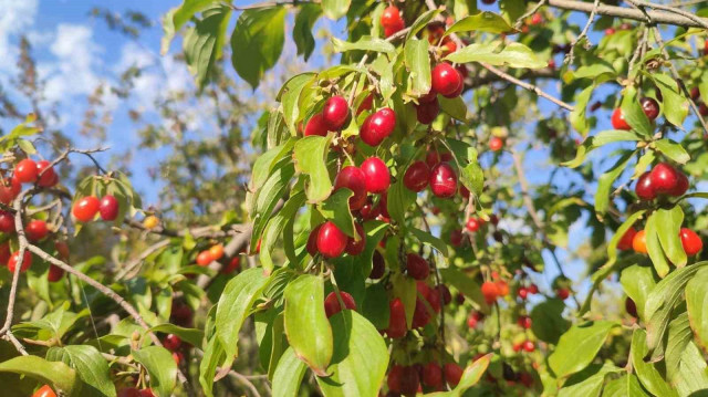 Kızılcıklar çeşitli türde vücut için faydalı biyoaktif bileşenler içeriyor.