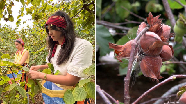 'Arsin foşa fındığı' hasadı törenle başladı.