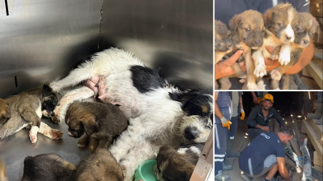 Bursa'da alevlerden kaçıp 7 yavrusuyla maden ocağına sığınan köpek kurtarıldı