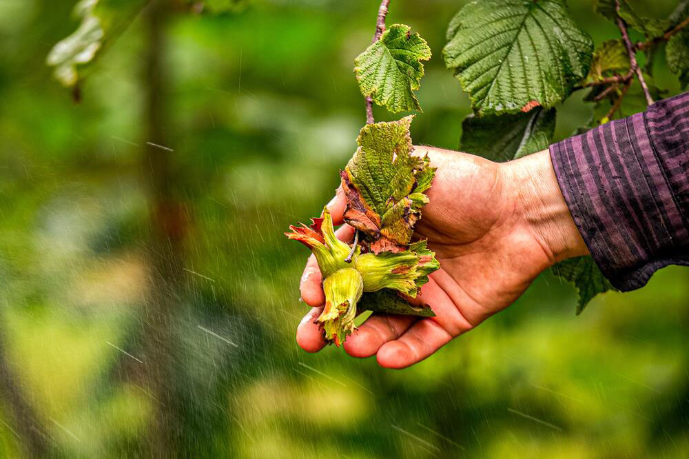 Erotik film ogirlash