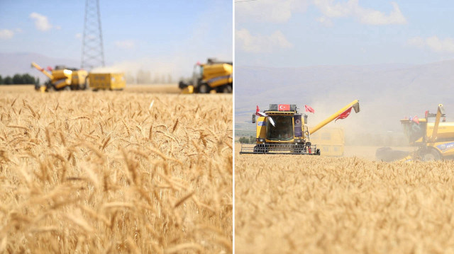 Kurak hava ve kış şartlarına dayanıklı tescilli "Alturna" tohumundan yetiştirilen buğdayın hasadı yapıldı.