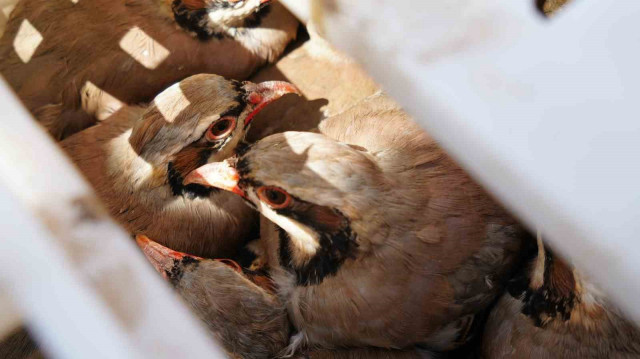 "1 milyona yakın keklik doğaya salındı"