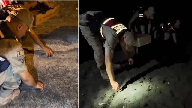 Ekipler, kumsalda yönünü kaybeden 592 yavruyu tek tek toplayarak güvenli şekilde doğal yaşam alanları olan denize bıraktı.
