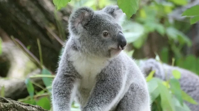 Une avancée scientifique majeure pour sauver les koalas menacée d’extinction.