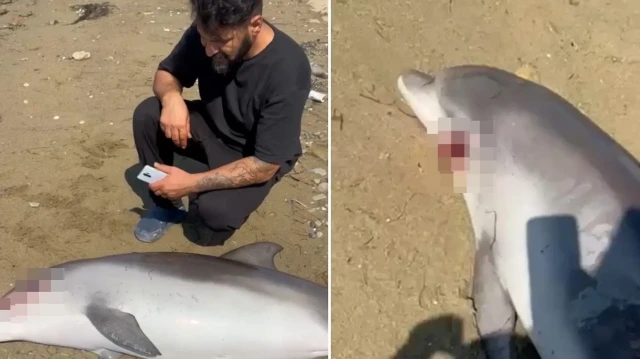 Yunus, bulunduğu yerden kaldırılıp belediye ekipleri tarafından götürüldü.