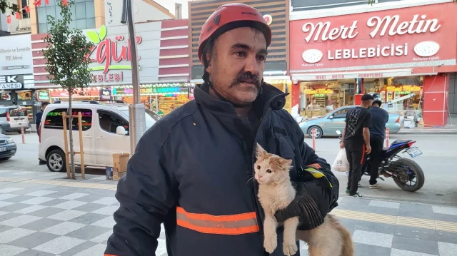 Sağlık durumunun iyi olduğu belirlenen kedi, daha sonra serbest bırakıldı.