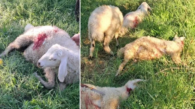 Erzincan’da başıboş sokak köpekleri 6 kuzuyu telef etti. 