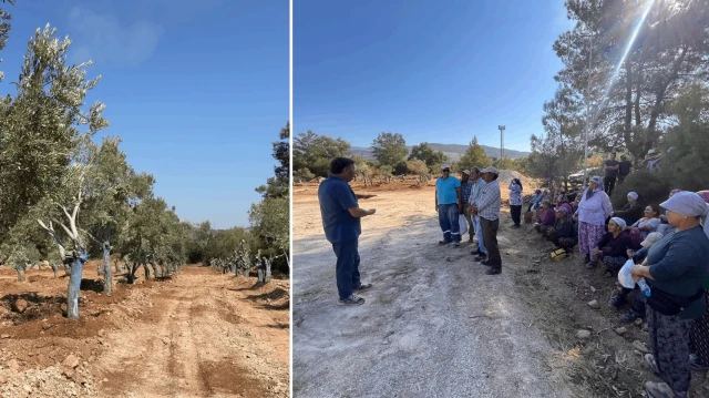 Taşınan 151 zeytin ağacı, bölgede yaşayan köylülerin ziyaretine açıldı. 