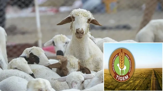 Tarım İşletmeleri Genel Müdürlüğü