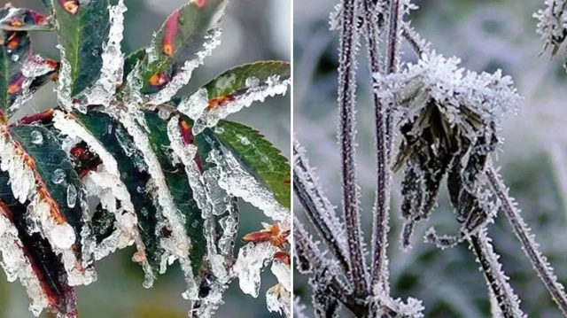 Meteorolojiden zirai don uyarısı