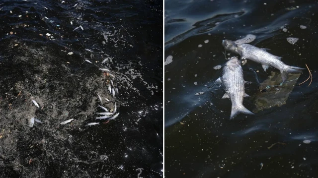 İzmir Körfezi'ndeki balık ölümleri sürüyor