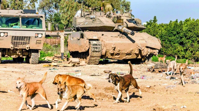 İsrail’in yoğun saldırıları sürerken Gazzeliler, ölen akrabalarının kedi ve köpekler tarafından yenilmesini hiçbir şey yapamadan izlemek zorunda kalıyor.